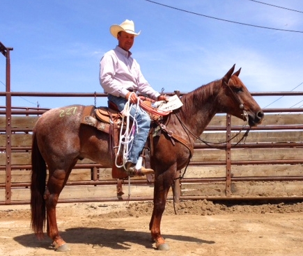 Redneck Lena Best of Remuda Ranch Horse Competition Champion