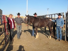 Western Horse Sales Unlimited 2013 High Seller