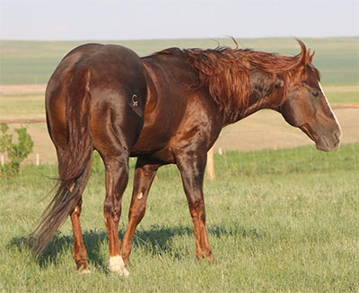 Image courtesy of Two C Ranch Horses