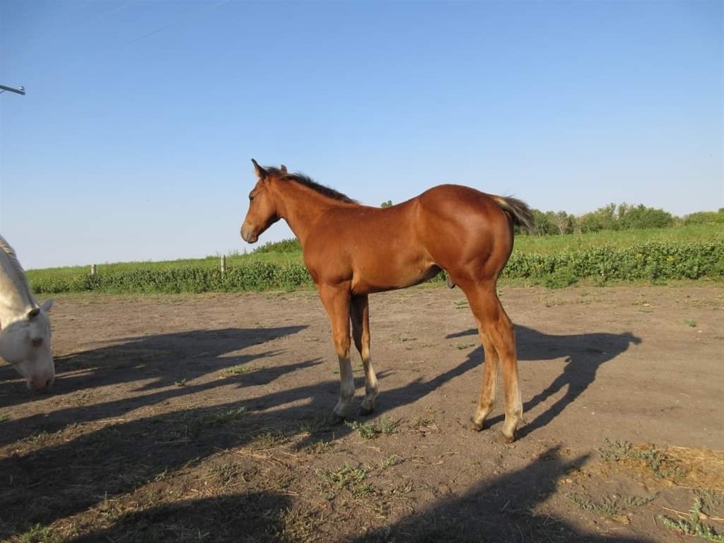 SAQ MAX DRIFTS STYLE Manitoba Paint Horse Breeders Annual Loud