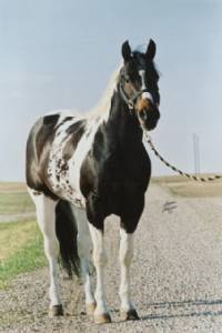 Cherokees Trophy