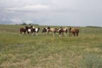 2011 foals on summer pasture