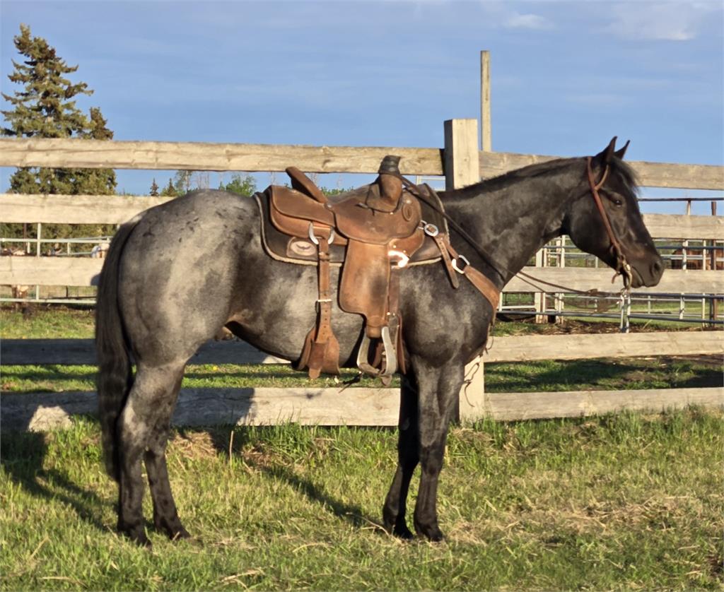 Honored At The Disco