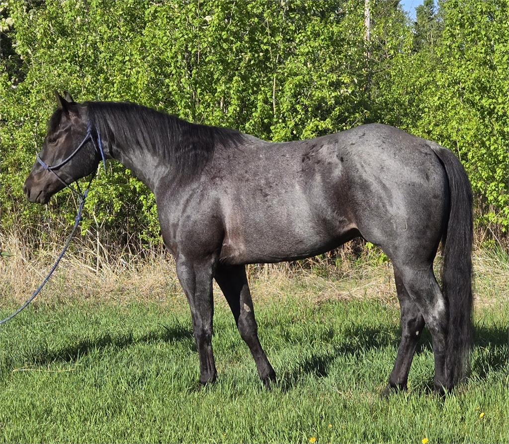 Image #3 (Honored At The Disco)