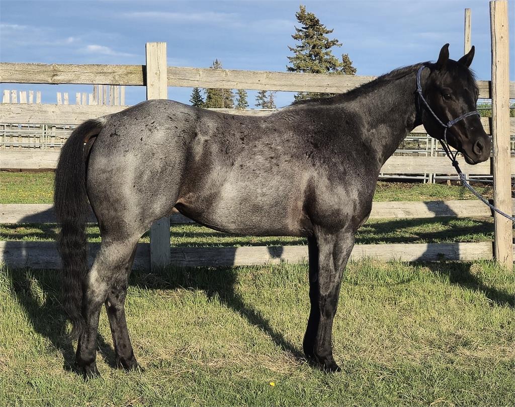 Image #2 (Honored At The Disco)