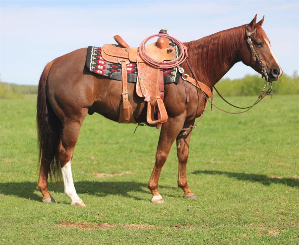 Image #2 (Zans Silent Fynn)