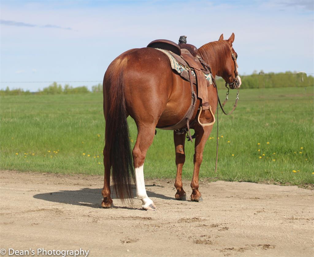 Image #4 (Rapido Cat)