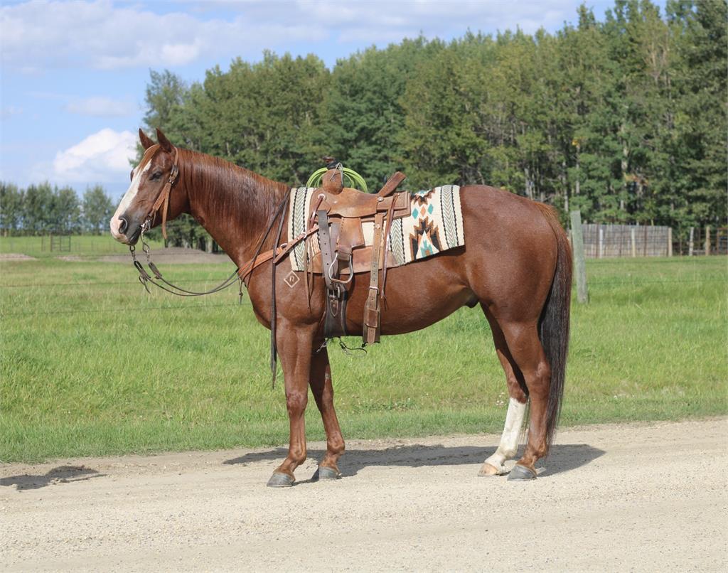 Image #2 (Rapido Cat)