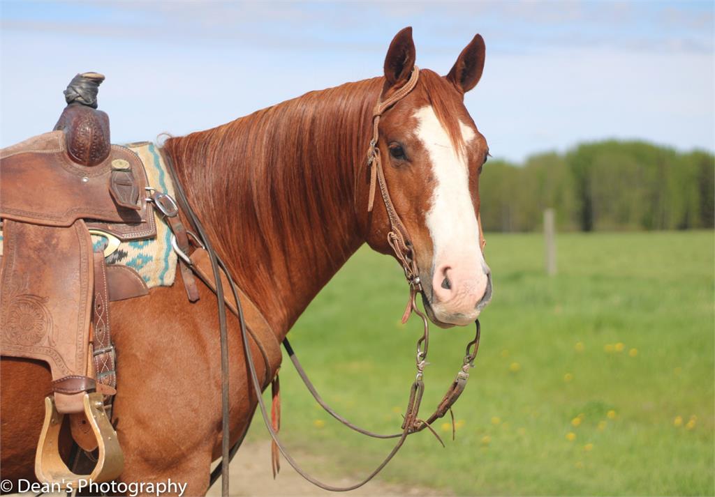 Image #3 (Rapido Cat)