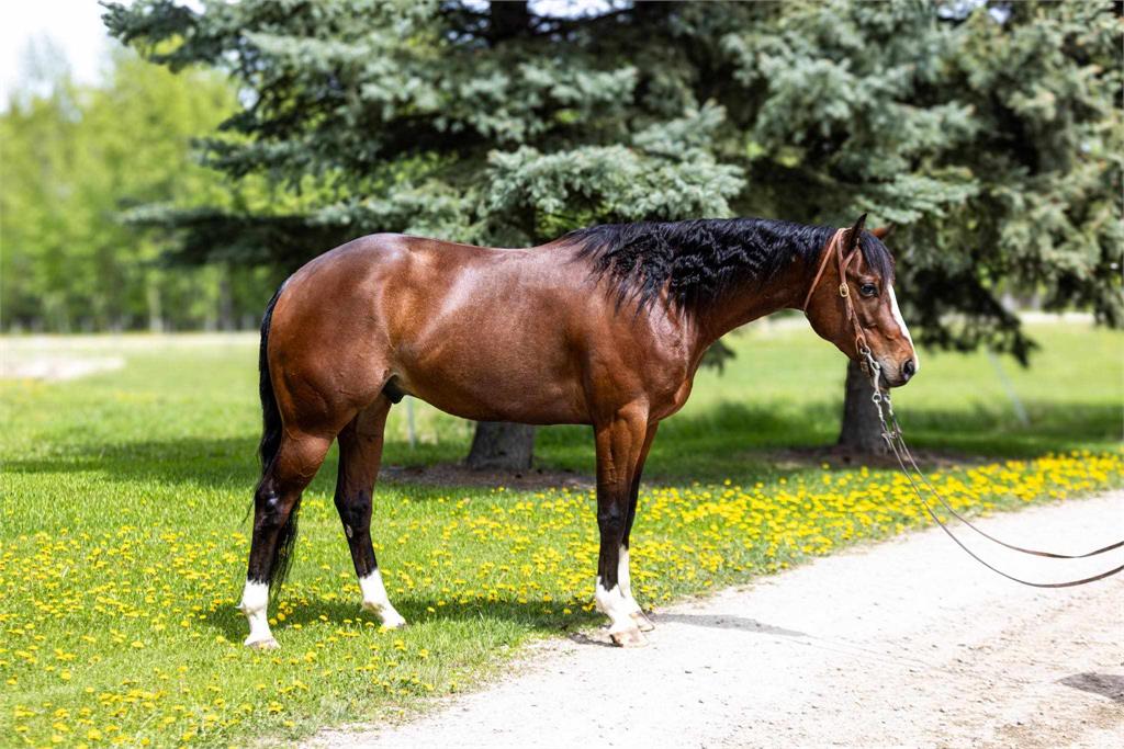 Image #2 (Magic Bluejae 19)