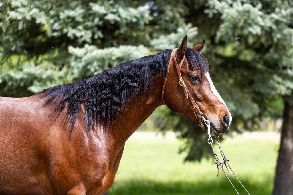 Image #3 (Magic Bluejae 19)