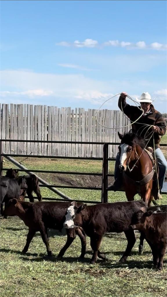 Image #5 (Magic Bluejae 19)