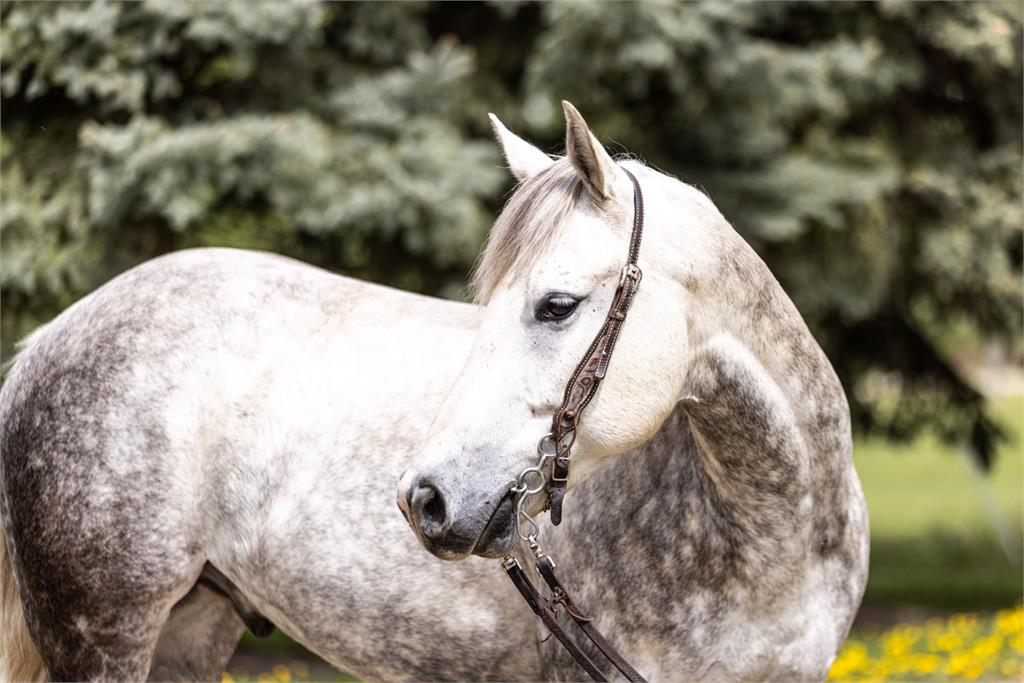 Image #4 (Mite B A Redbuck 19)