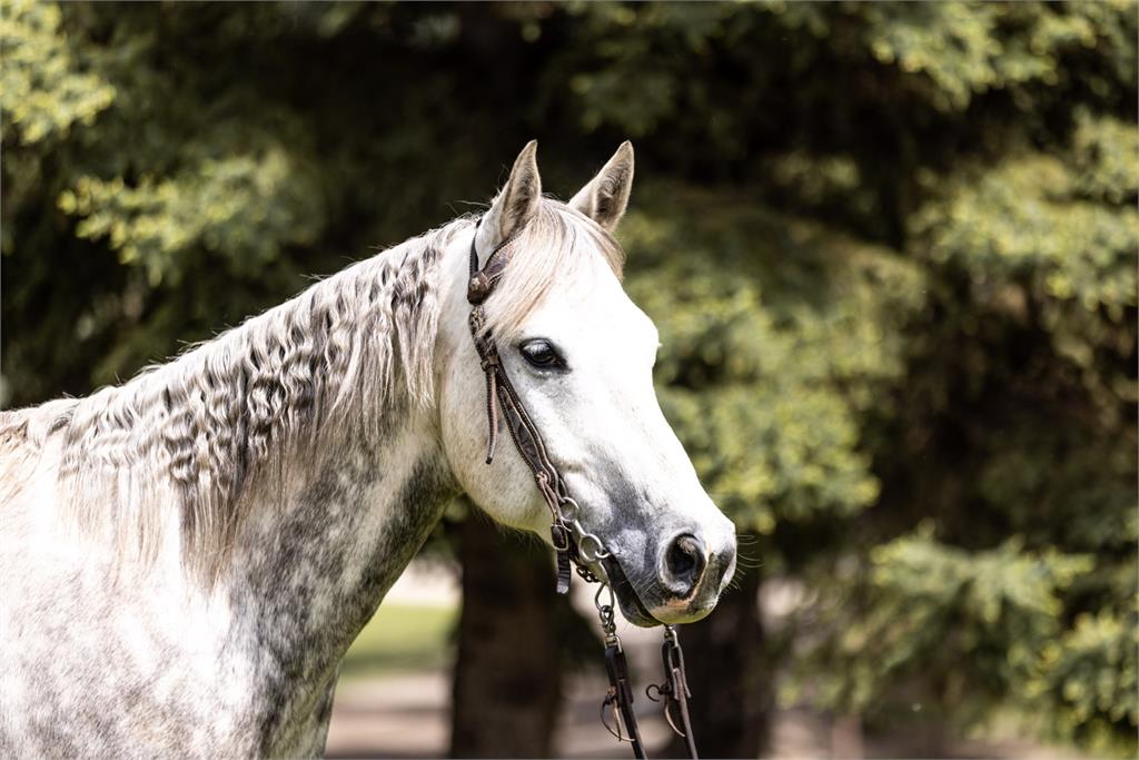 Image #3 (Mite B A Redbuck 19)