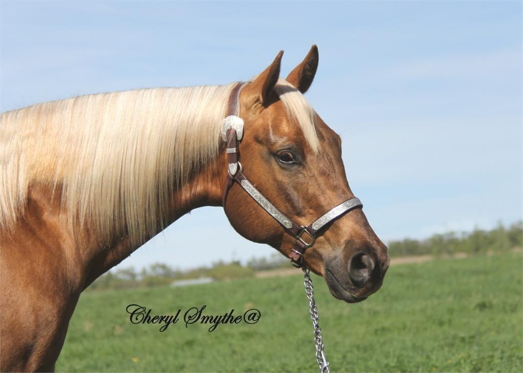 Image #3 (King Frosty Flint)