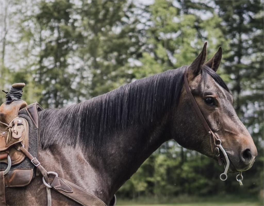 Image #3 (Red Winchester 19)