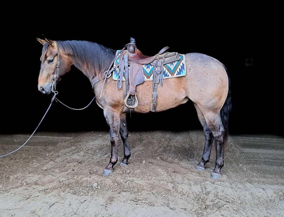 Image #2 (BS Docs Smart Rey)