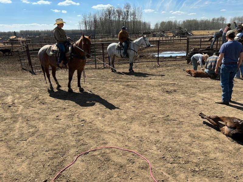 Image #2 (Haidas Red Son)