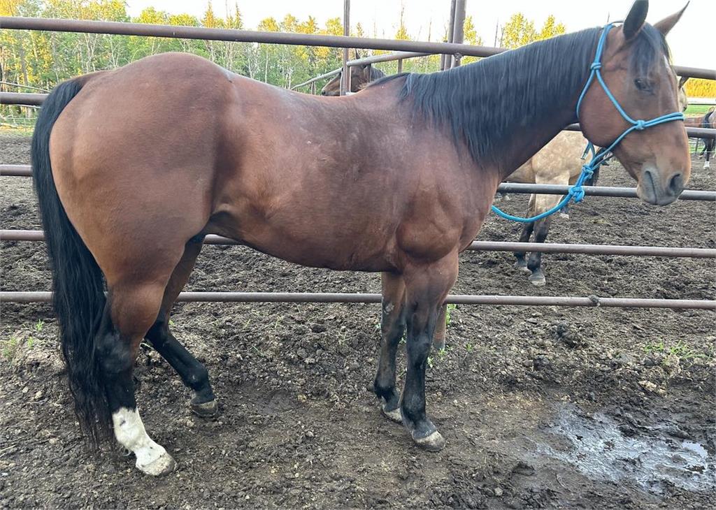 Docs Megaboomcharlie