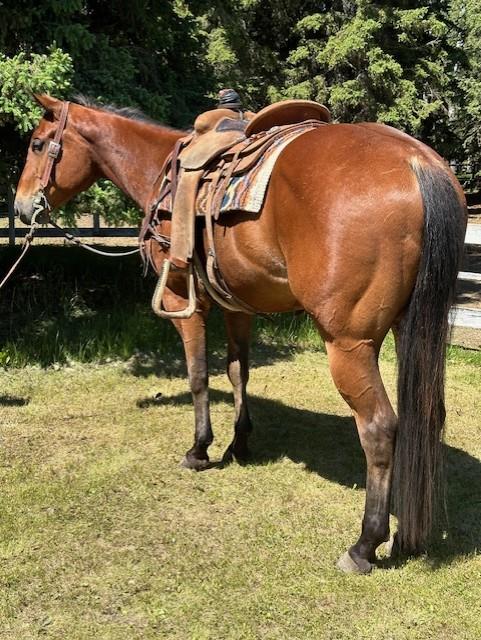 Image #2 (JXL Two Blue Smoke)