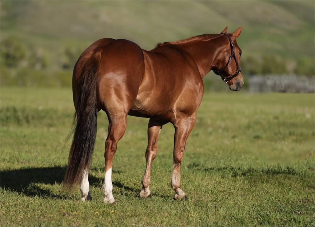 Image #5 (Houston Mooner)