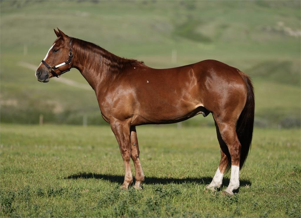 Image #4 (Houston Mooner)