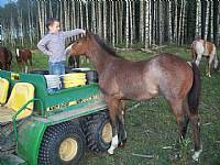 Dane giving Wally a scratch