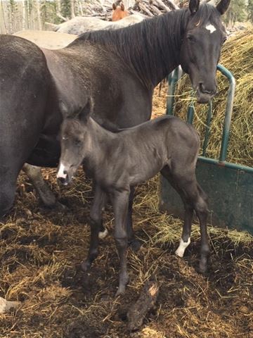Horses For Sale - Bar 5S