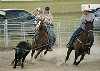 Bay gelding out of King and sorrel out of paint stud. These two are half brothers.