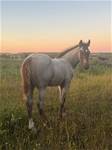 SABLE COLT