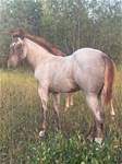 SABLE COLT