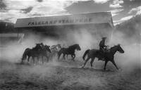 Mare out of Jed bringing in the broncs at Falkland