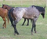 Valentine out with his mares