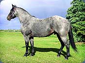 Blue Bar Robin - 1998 AQHA Blue Roan Stallion from Bechthold Quarter Horses  - Click to enlarge