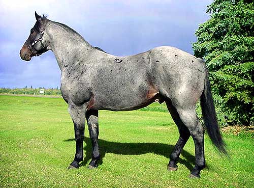 Blue Bar Robin - 1998 AQHA Blue Roan Stallion from Bechthold Quarter Horses 