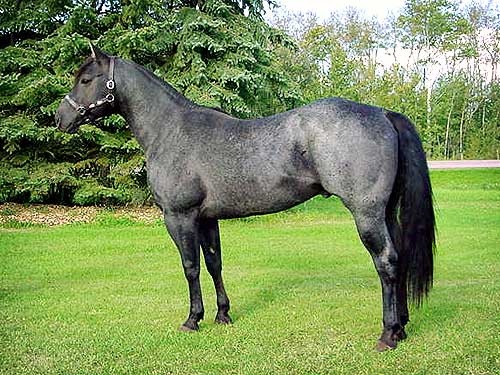 Pappys Quincy - 1999 Blue Roan Stallion from Bechthold Quarter Horses