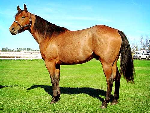 Poco Bars Hancock - 2000 Red Roan Stallion from Bechthold Quarter Horses