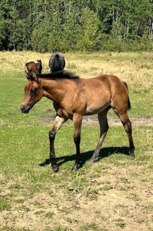 #19 Grade Filly - 20 June 25, AQHA, Bay, Filly (Command Bars Hancock) X (Grade Mare)