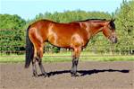 BSF SHORT SILERETTE