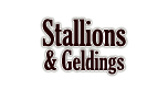 Quarter Horse Stallions