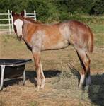 BERRY FOOLISH CHICK - REFERNCE MARE