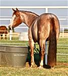 BERRY FOOLISH CHICK - REFERNCE MARE