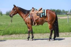 High Call Horse Sale