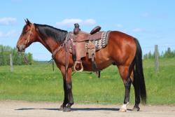 High Call Horse Sale