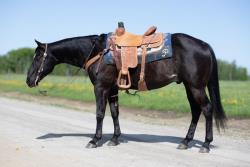 High Call Horse Sale