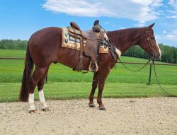 High Call Horse Sale
