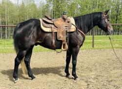 High Call Horse Sale