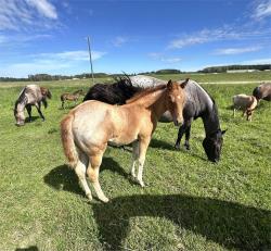 High Call Horse Sale