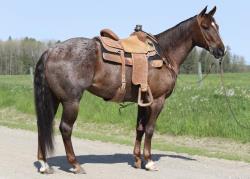 High Call Horse Sale