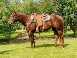 High Call Horse Sale